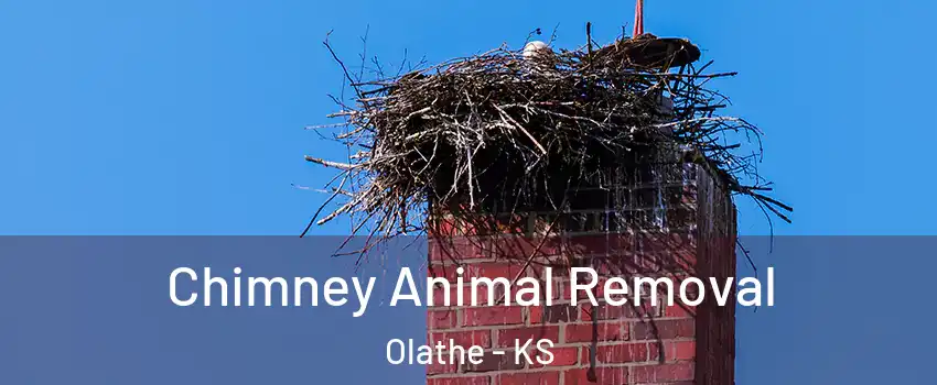 Chimney Animal Removal Olathe - KS