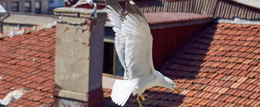 Residential Chimney Animal Removal Solution in Olathe, KS