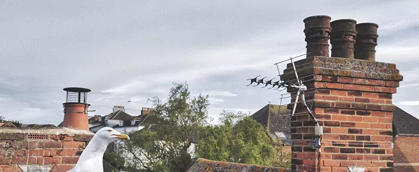 Chimney Cleaning And Restoration in Olathe, Kansas